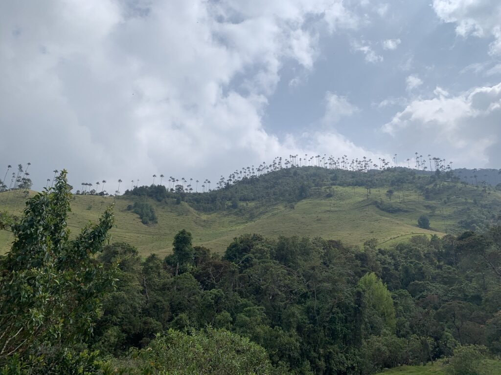 Palm trees litter the landscape at Valle del Cocora