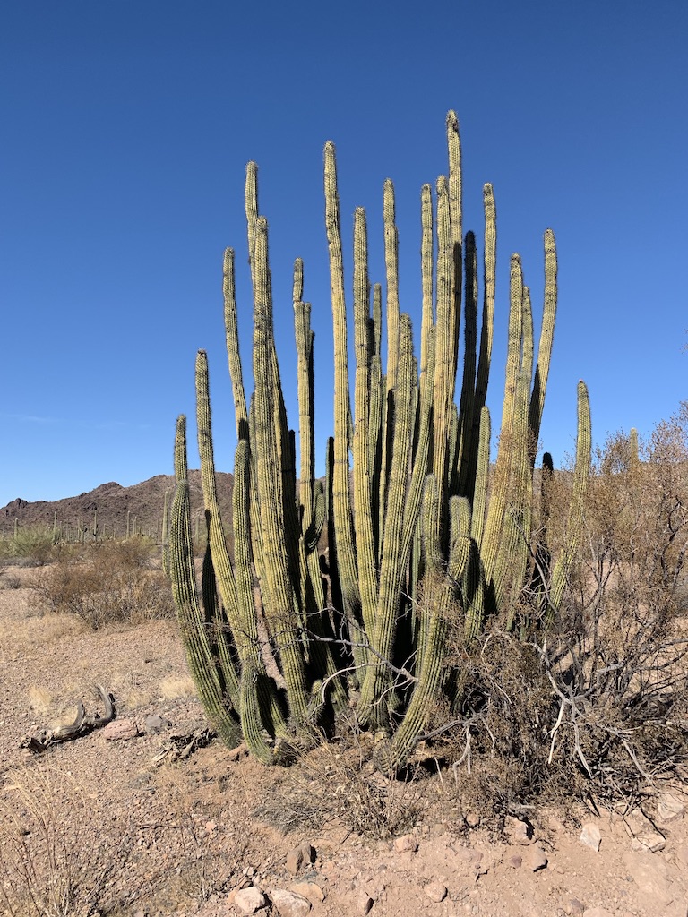 Organ Pipe Cactus in its namesake National Monument
