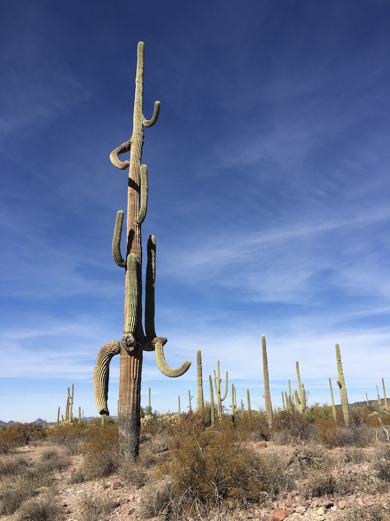 A Saguaro on the Victoria Mine Trail in Organ Pipe Cactus National Monument. 