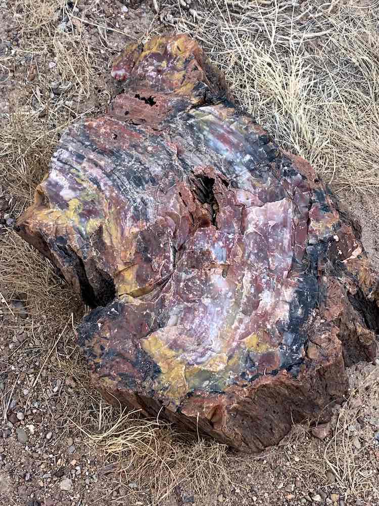 Petrified wood in Petrified Forest National Park.