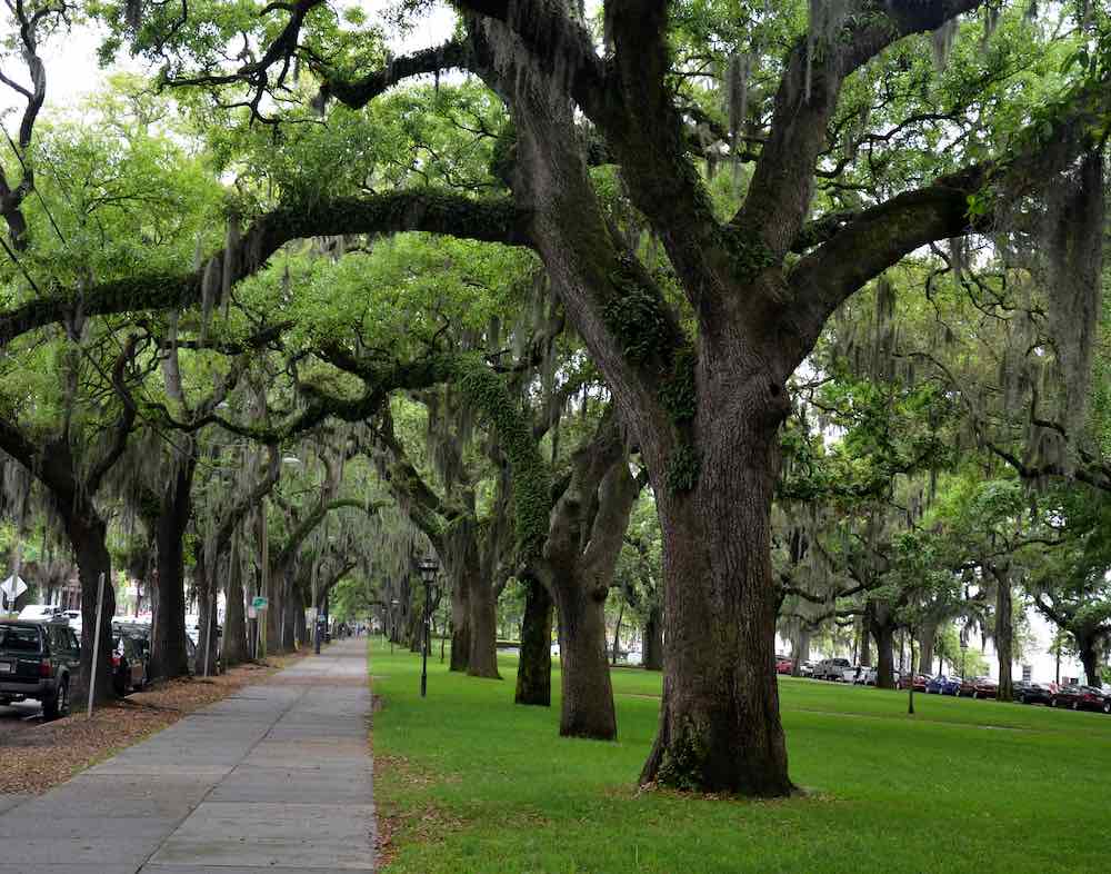 Southern live oak trees in Savannah, GA.
