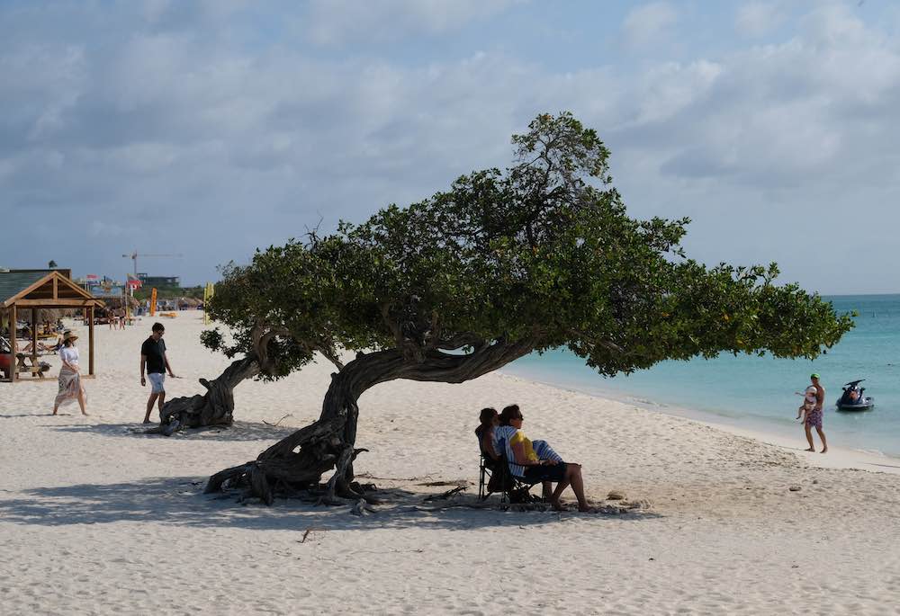 Mangrove tree at Eagle Beach in Aruba.