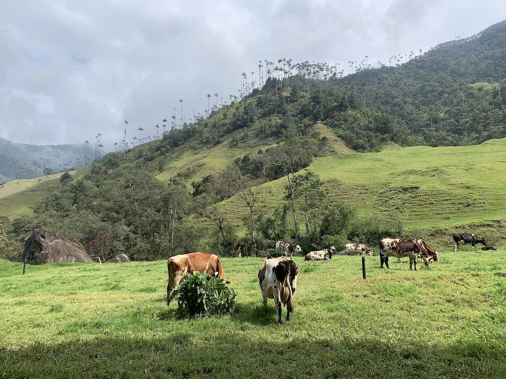 The Cocora Valley, near Salento, Colombia, is one of the country's biggest attractions.