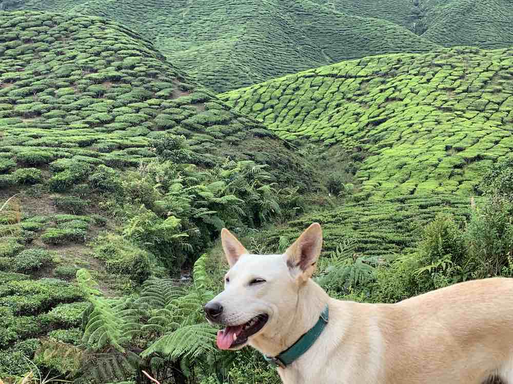 Cameron Highlands, Malaysia