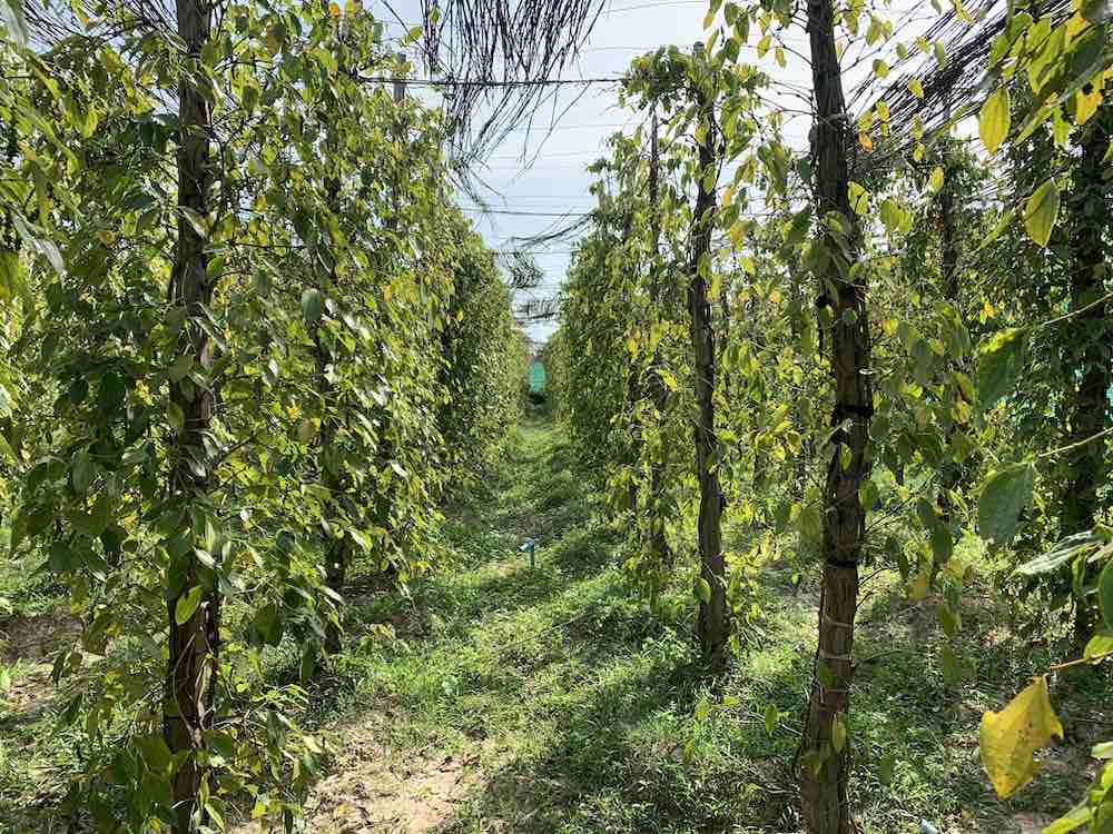 Visit BoTree pepper farm near Kampot, Cambodia while in the area.