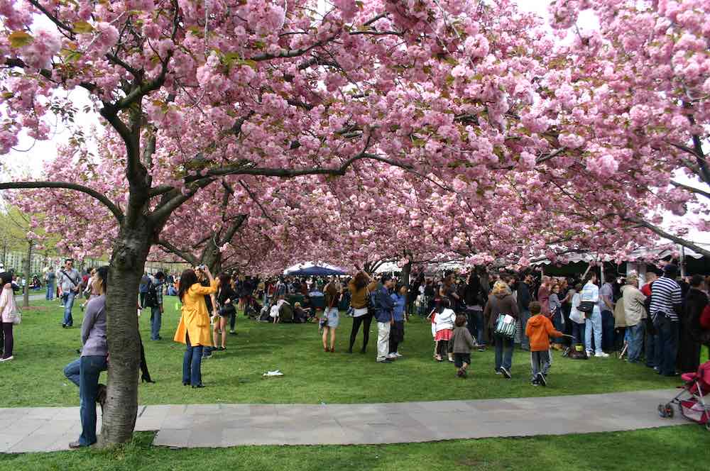 The Cherry Blossoms in NYC's parks make April one of the best months to visit New York City.