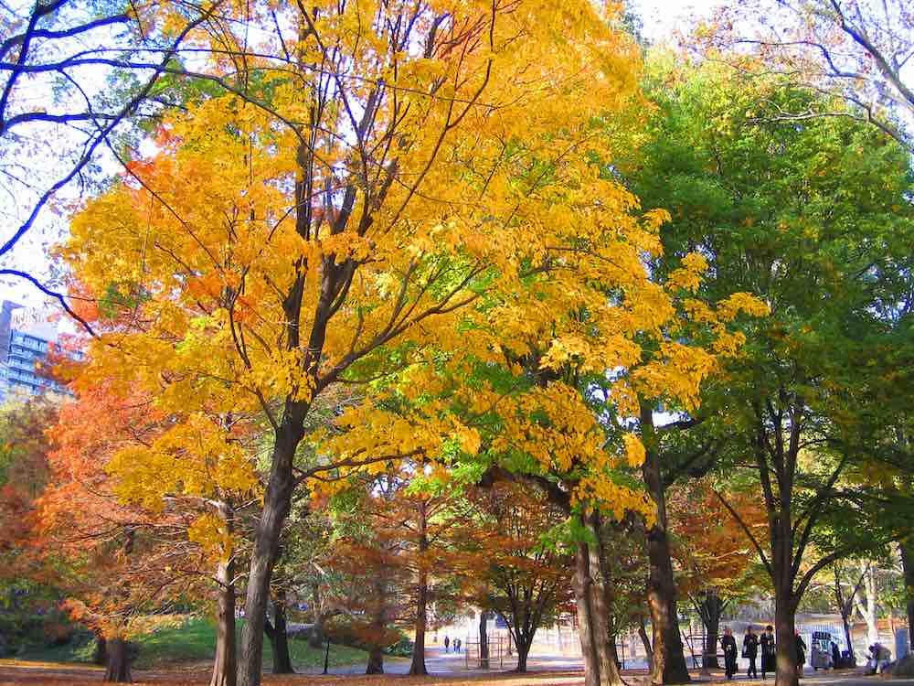 Best Months to visit New York City: October is the best month to be in the city, with the leaves changing and beautiful temperatures.
