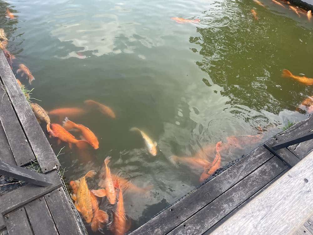 Koi Pond, Parque Bicentenario, Mexico City 